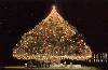 world's largest christmas tree.jpg